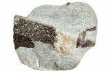 Twinned Staurolite Cross In Glittering Mica-Schist - Russia #240412-1